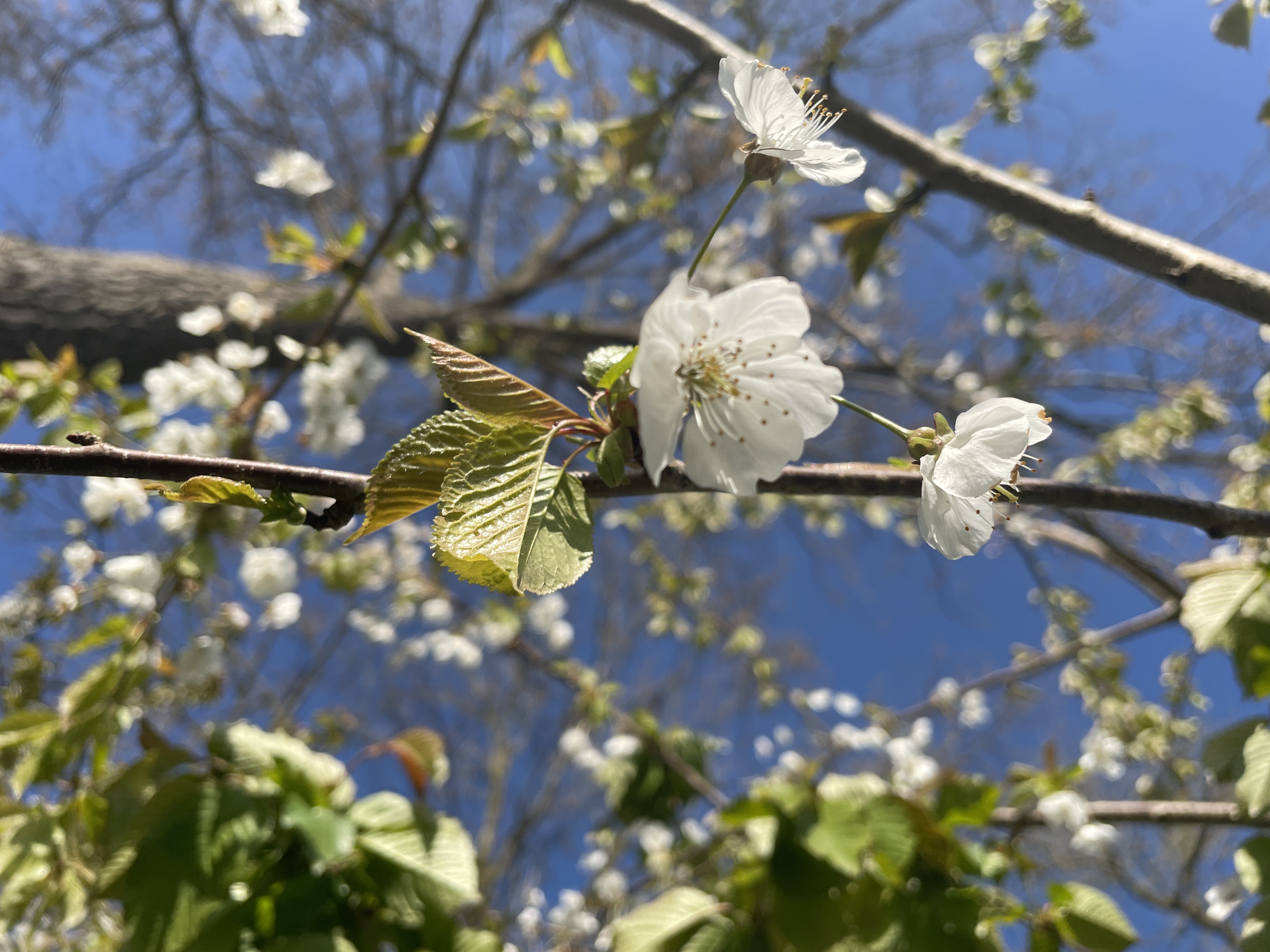 Pear Blossom